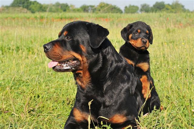 Rottweiler And Puppy
