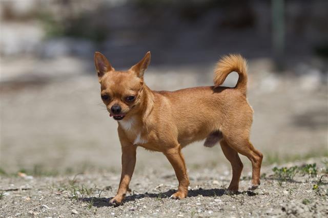 Red Chihuahua