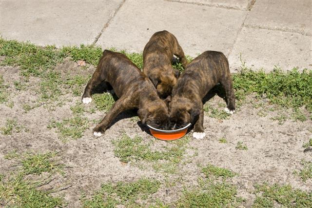 Boxer Puppies Eating From Bowl