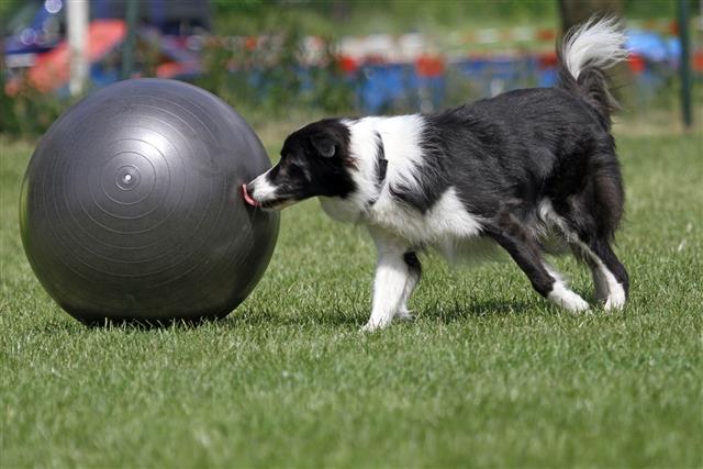 Border Collie In Dog Sport
