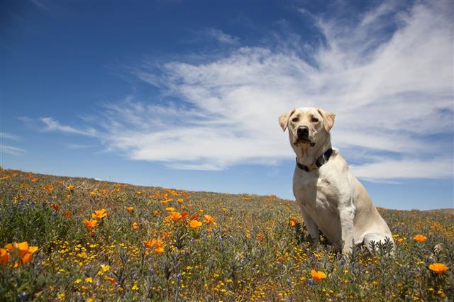 Labrador Dog In Field Of Flowers