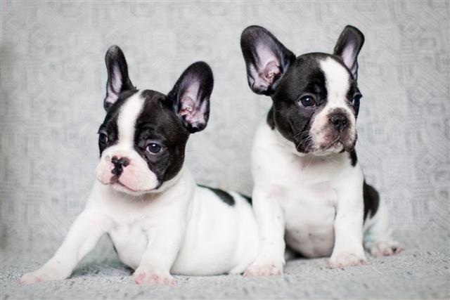 Two French Bulldog Puppies