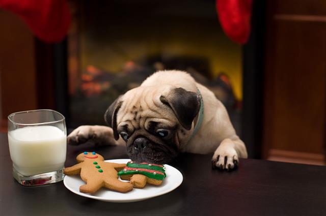 Puppy Stealing Christmas Cookies