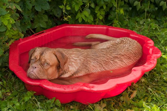 Dog In A Small Pool