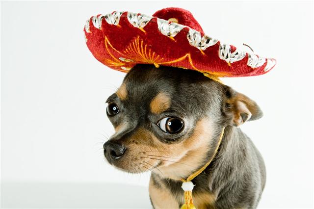Mexican Dog Wearing A Red Hat