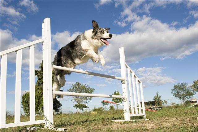 Jumping Border Collie