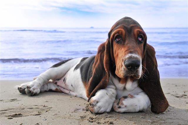 Basset Hound Lying On Sandy Shoreline