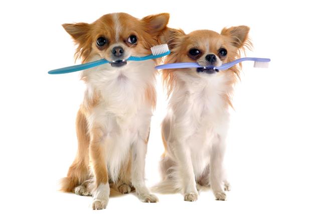 Chihuahuas And Toothbrush