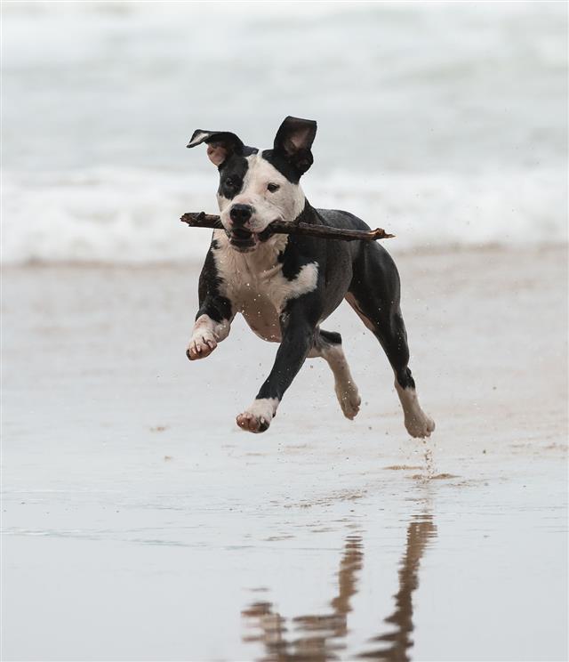 Pitbull Running On The Beach