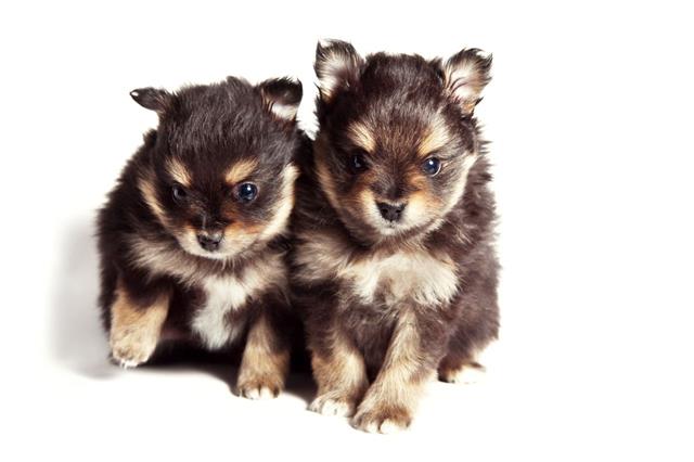 Two Pomeranian Puppies