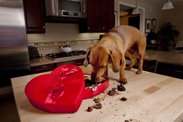 Dog Eating Chocolates