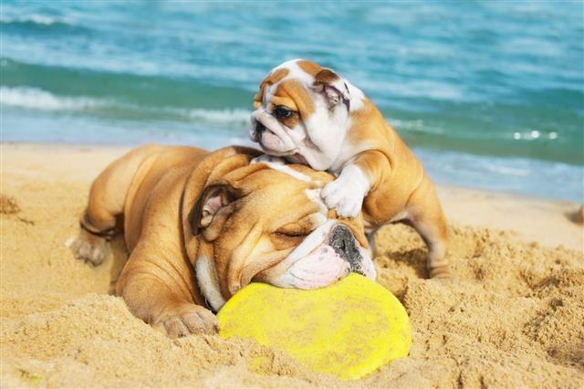 English Bulldogs Playing On The Beach