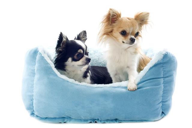 Two Chihuahuas In Blue Dog Bed