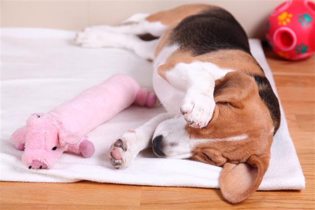 Female Beagle Puppy Sleepy