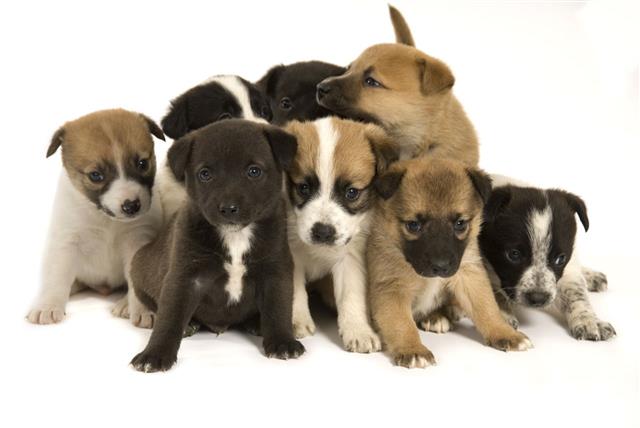 Group Of Eight Adorable Puppies
