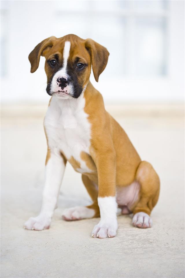 Meet the Miniature Boxer, a Mix Breed of Boxer and Boston