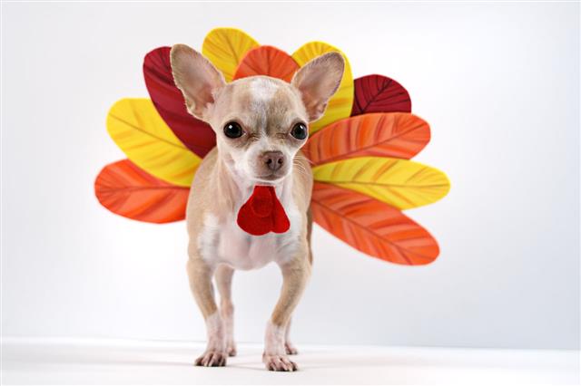 Chihuahua Dog Dressed Up As Turkey