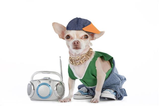 Chihuahua Dog Dressed Like Rapper With A Boombox