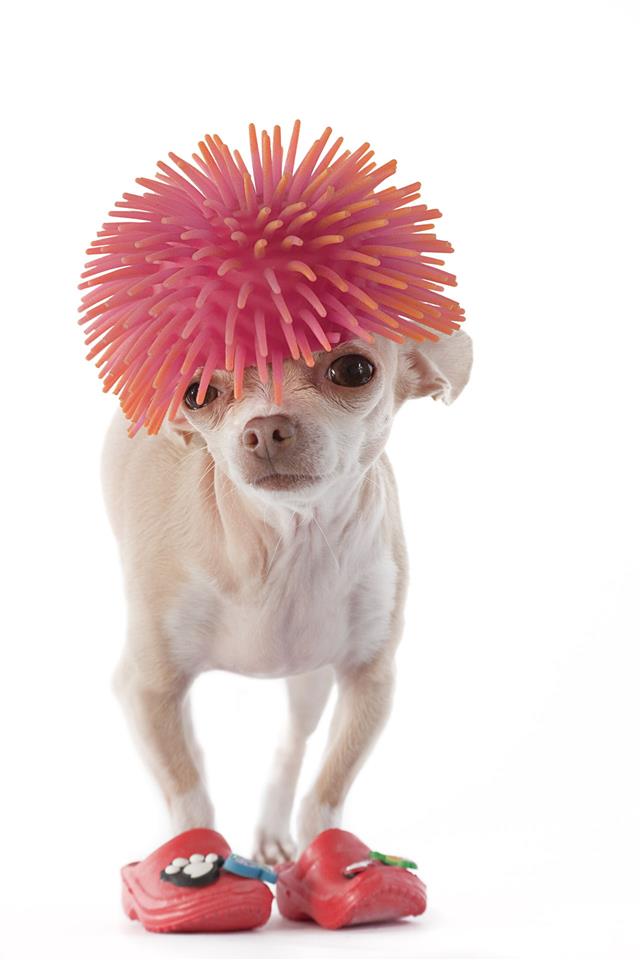 Chihuahua With Pink Wig And Rubber Boots