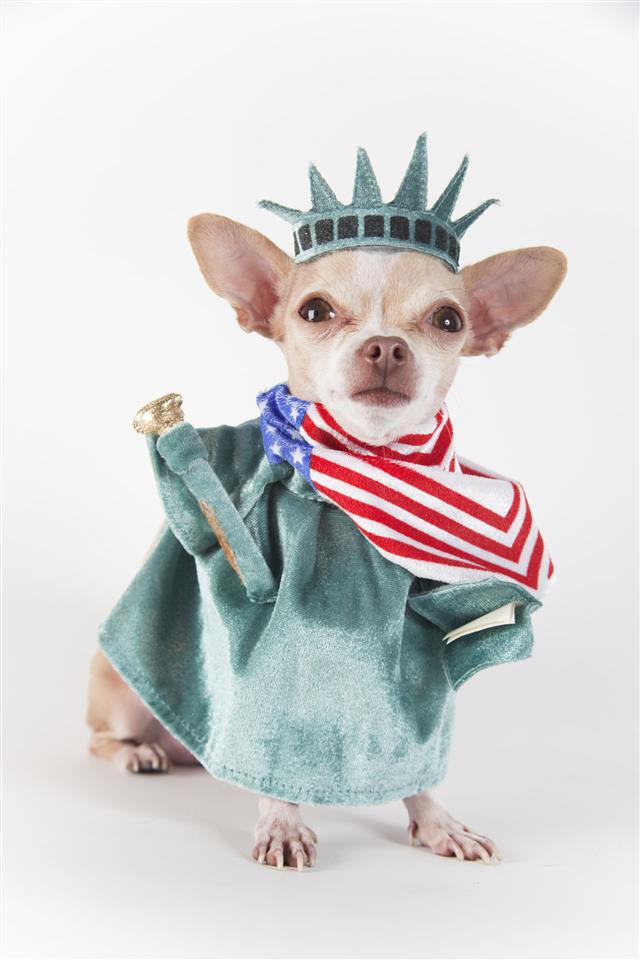 Chihuahua Dressed As Statue Of Liberty