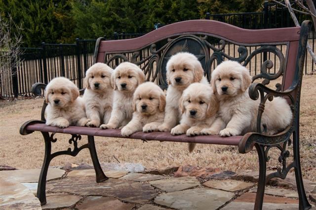 Golden Retriever Puppies On Bench