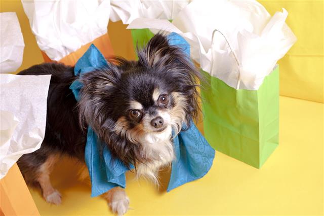 Chihuahua With Shopping Bags