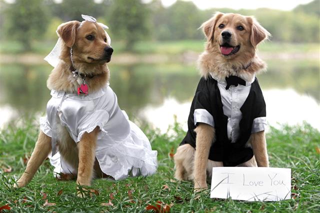 Bride And Groom Dogs