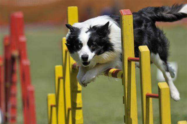Dog Jumping Over Obstacle