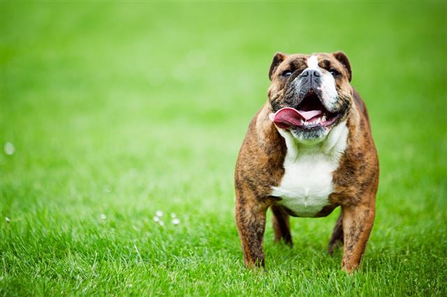 English Bulldog On Green Grass