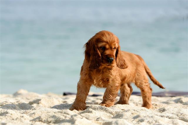 Puppy On Beach