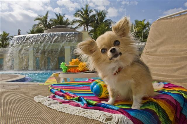 Chihuahua On Mexican Blanket Near Pool