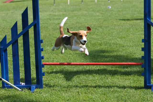 Flying Beagle