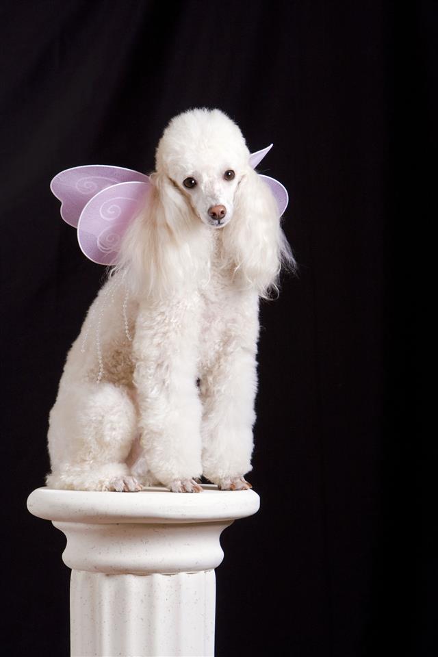 Butterfly Poodle On A Pedestal
