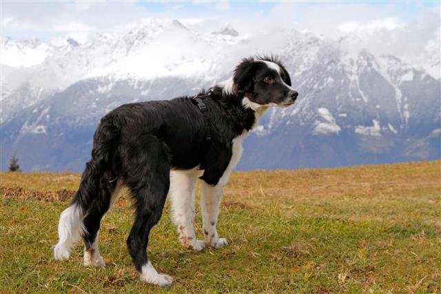 Border Collie With Mountains Background