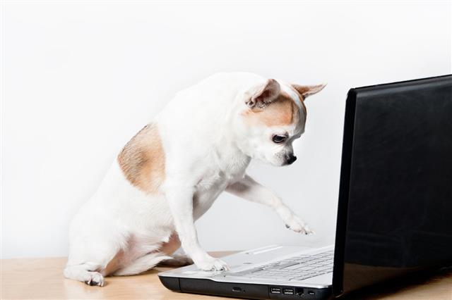 Chihuahua Working On Laptop