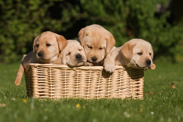 Labrador Puppies In A Basket