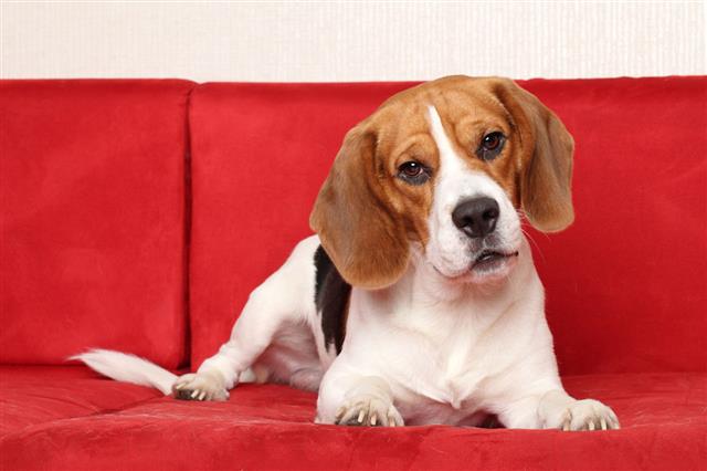 Beagle Lies On Red Sofa