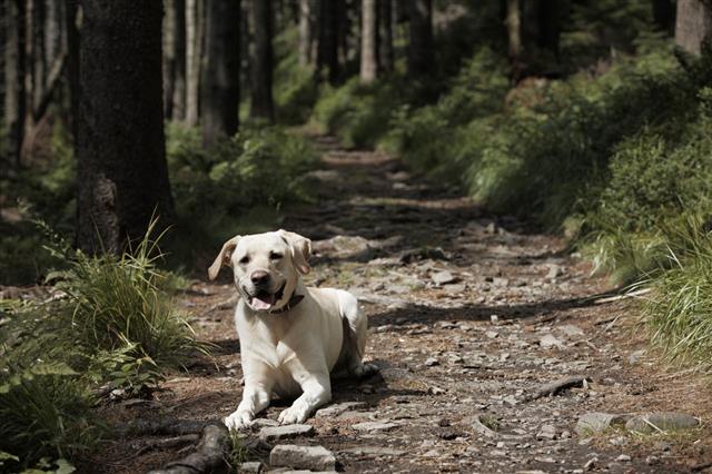 Dog In Deep Forest