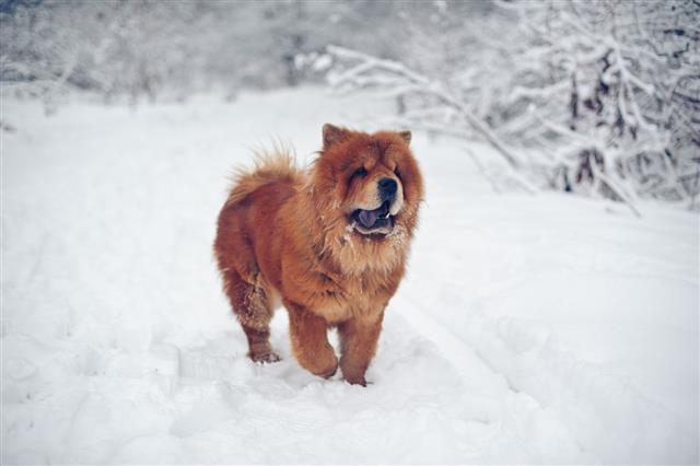 Chow Chow Dog On Winter