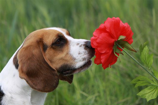 Beagle With Red Flower
