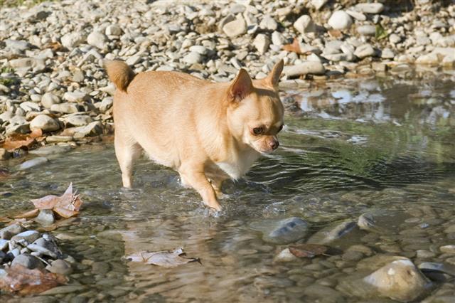 Fat Chihuahua In The River