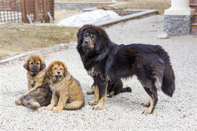 Tibetan Mastiff With Puppies