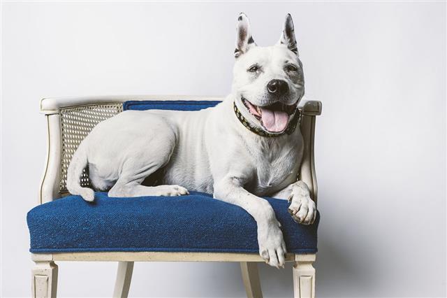Lovable Older Dog On Blue Chair