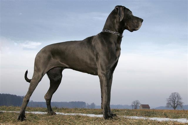 Great Dane Deutsche Doggie