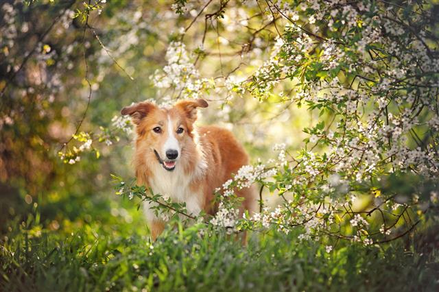 Orange Border Collie Dog In The Spring
