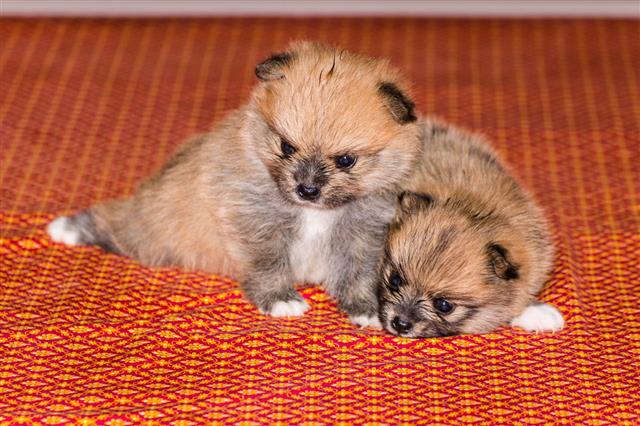 Two Little Fluffy Pomeranian Puppy