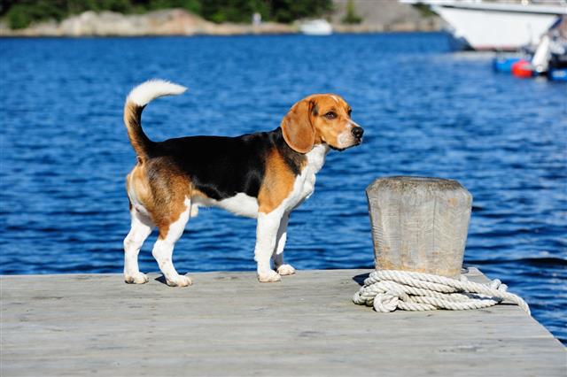 Beagle Puppy Investigating Bridge