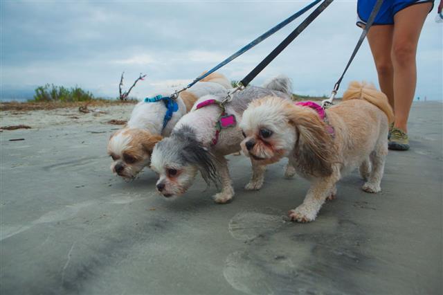 Dogs At Beach