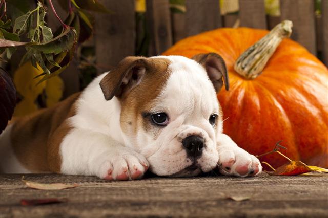 English Bulldog Puppy And A Pumpkin