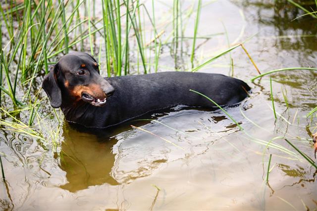 Dachshund On The River